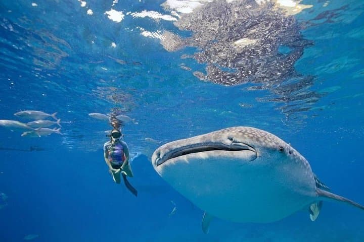 Whale shark snorkeling experience in Oslob